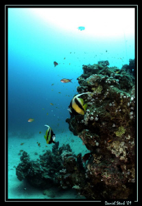 A great dive in El Quseir, Mövenpick house reef. by Daniel Strub 